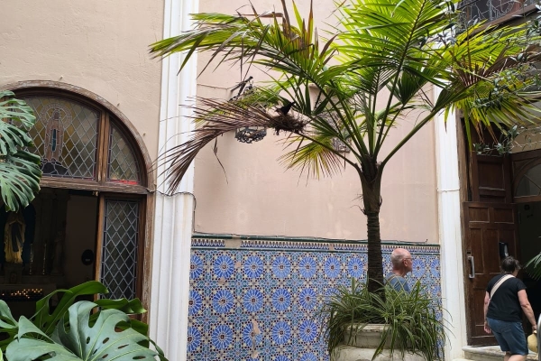 Blackbird nesting on a Palm tree in the side entrance courtyard of the Cathedral.